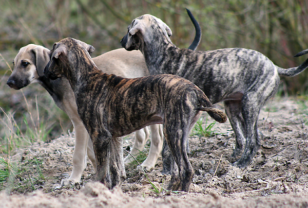 Bashir, Bilal und Baran
